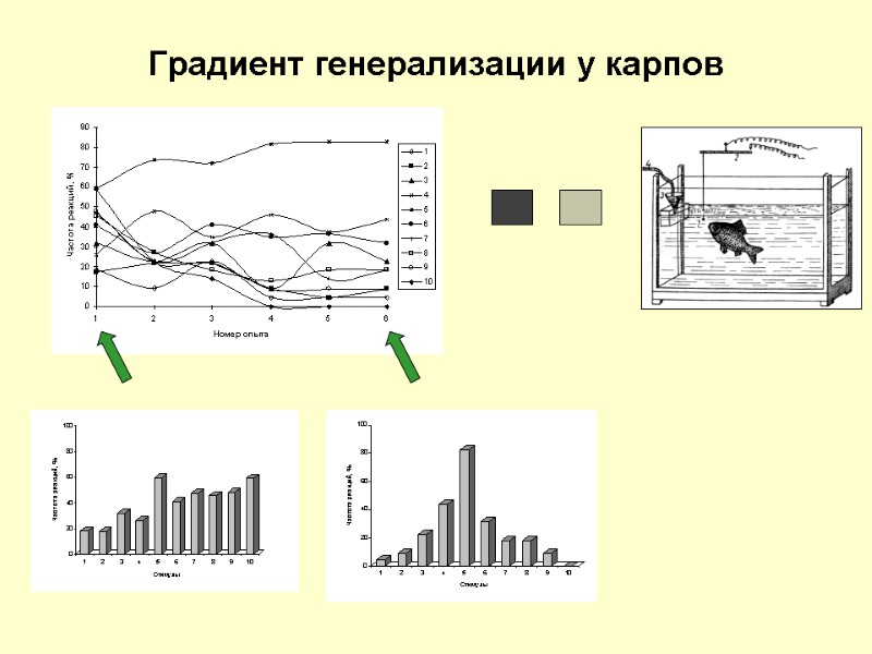 Градиент генерализации у карпов